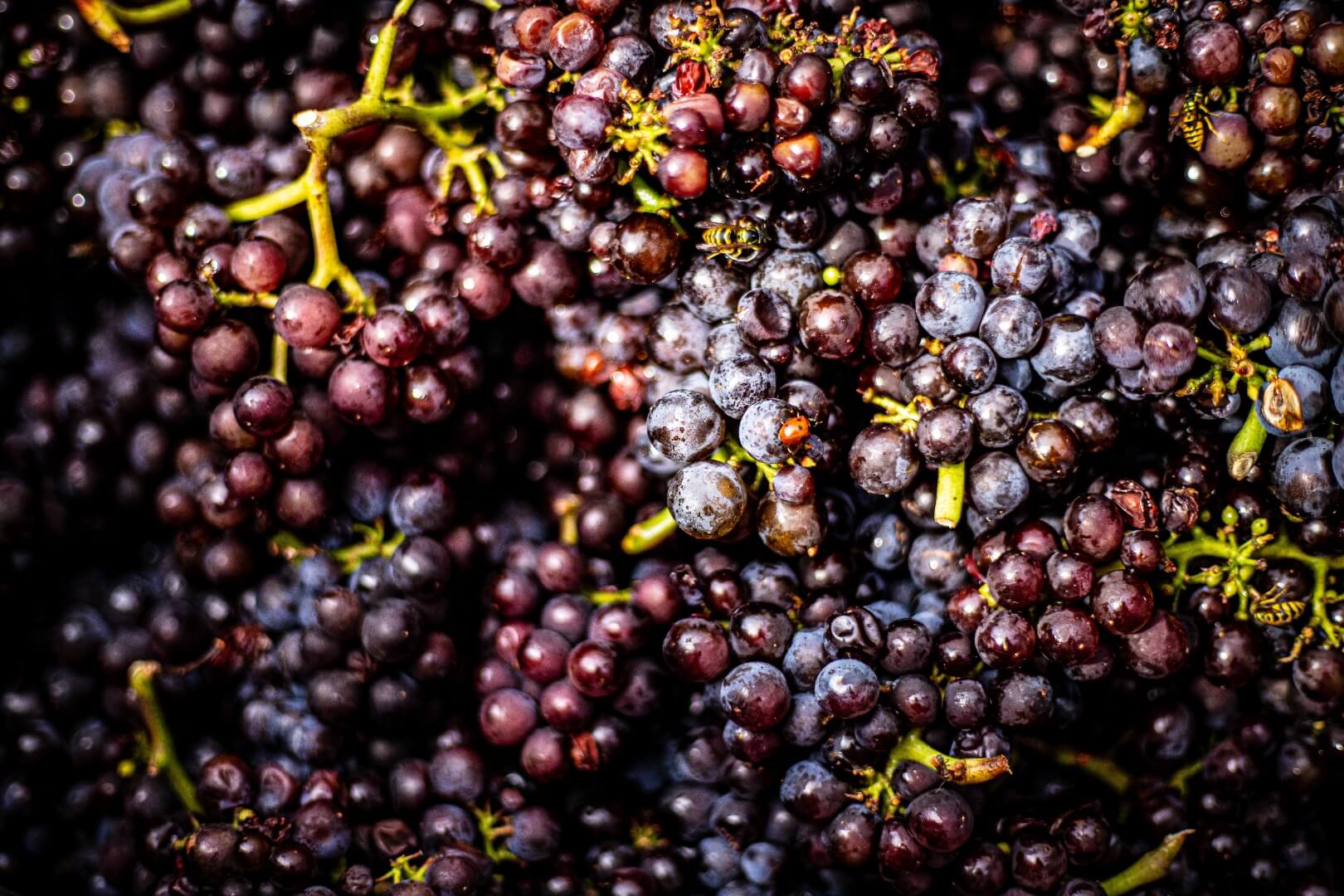 International Pinot Noir Day 15 Facts and Celebration Plans
